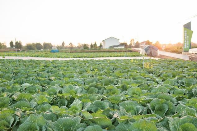岳池蔬菜基地 (38)
